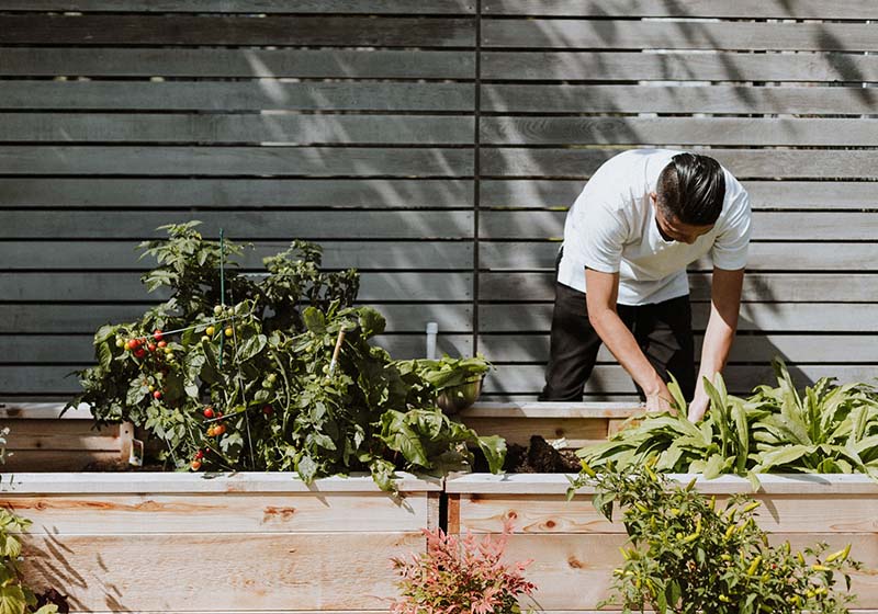 Bulli Community Garden with man planting plants and vegetables