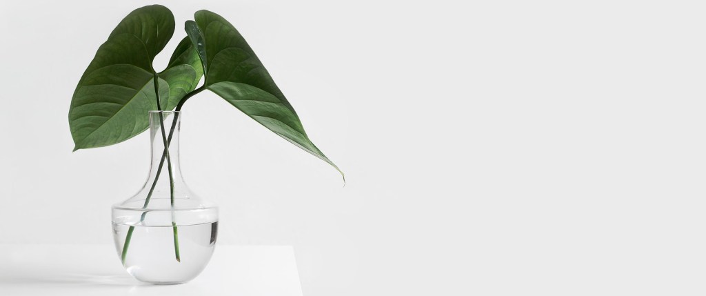 Bulli community centre services header leaves2